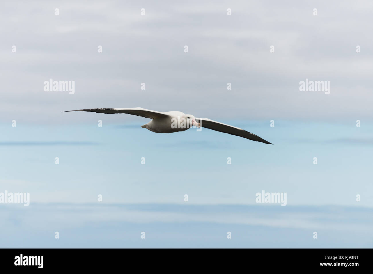 Ein männlicher Wanderalbatross (Diomedia exulans) im Flug über Bird Island, South Georgia, Antarktis Stockfoto