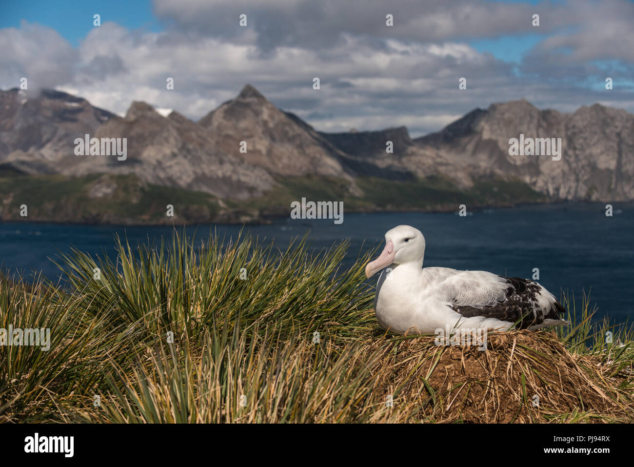 Nach Wanderalbatross (Diomedia exulans) auf dem Nest, Bird Island, South Georgia, Antarktis Stockfoto