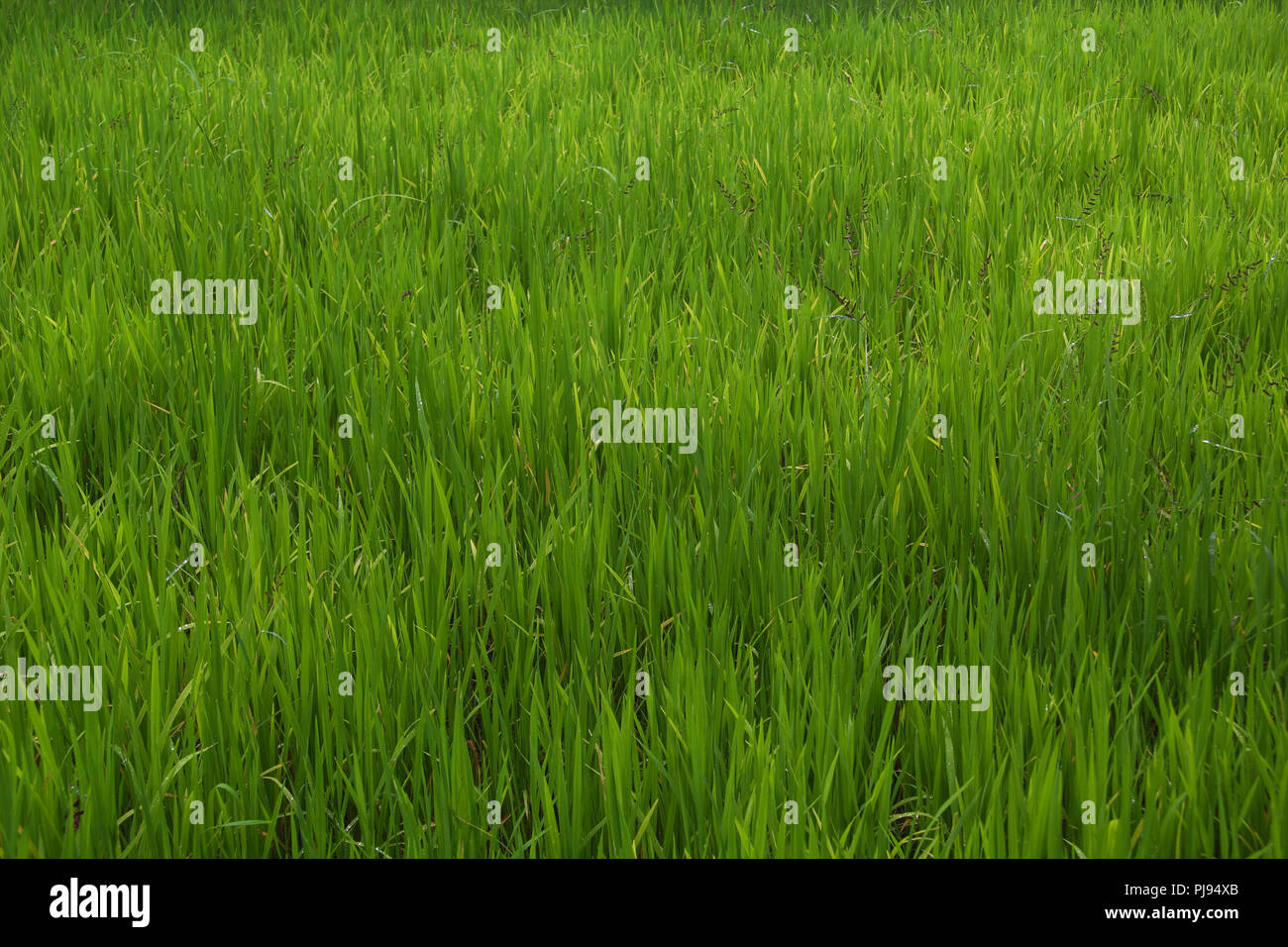 Grüner Hintergrund - Reis Feld in Sri Lanka Stockfoto