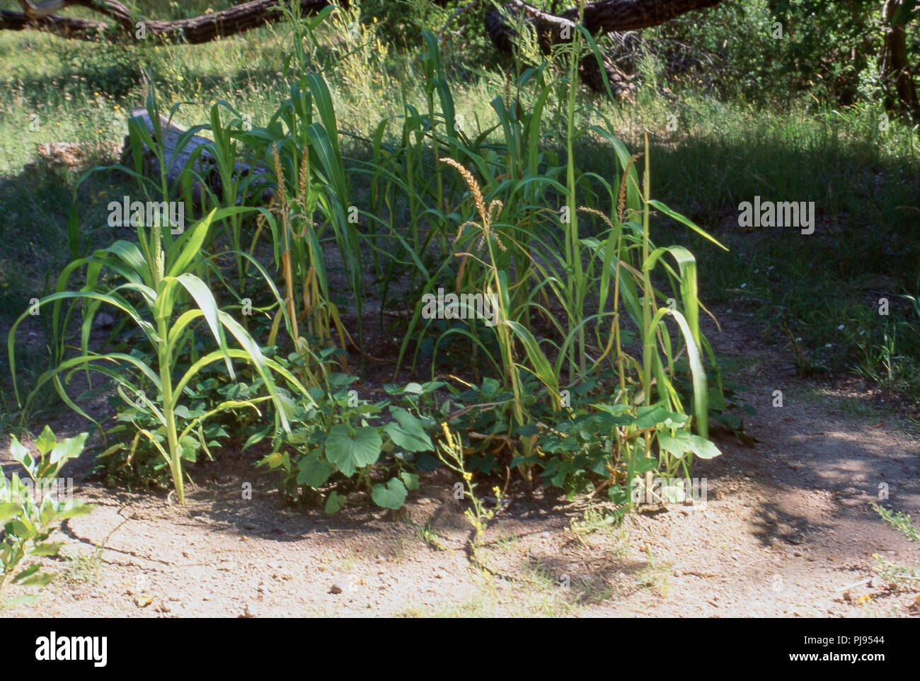 Native American Garten von Mais, Bohnen und Squash, Bandelier New Mexico. Foto Stockfoto