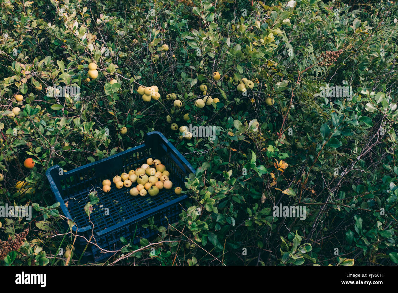 Quitte Büsche in der ökologischen Obstplantage Stockfoto