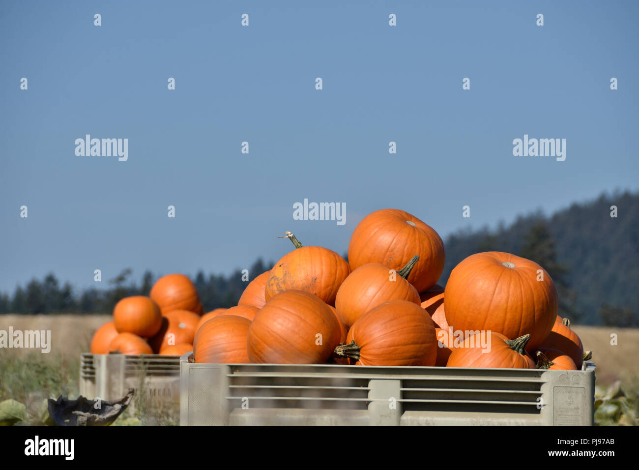 Kürbisse auf dem Saanich Peninsula geerntet wird. Stockfoto