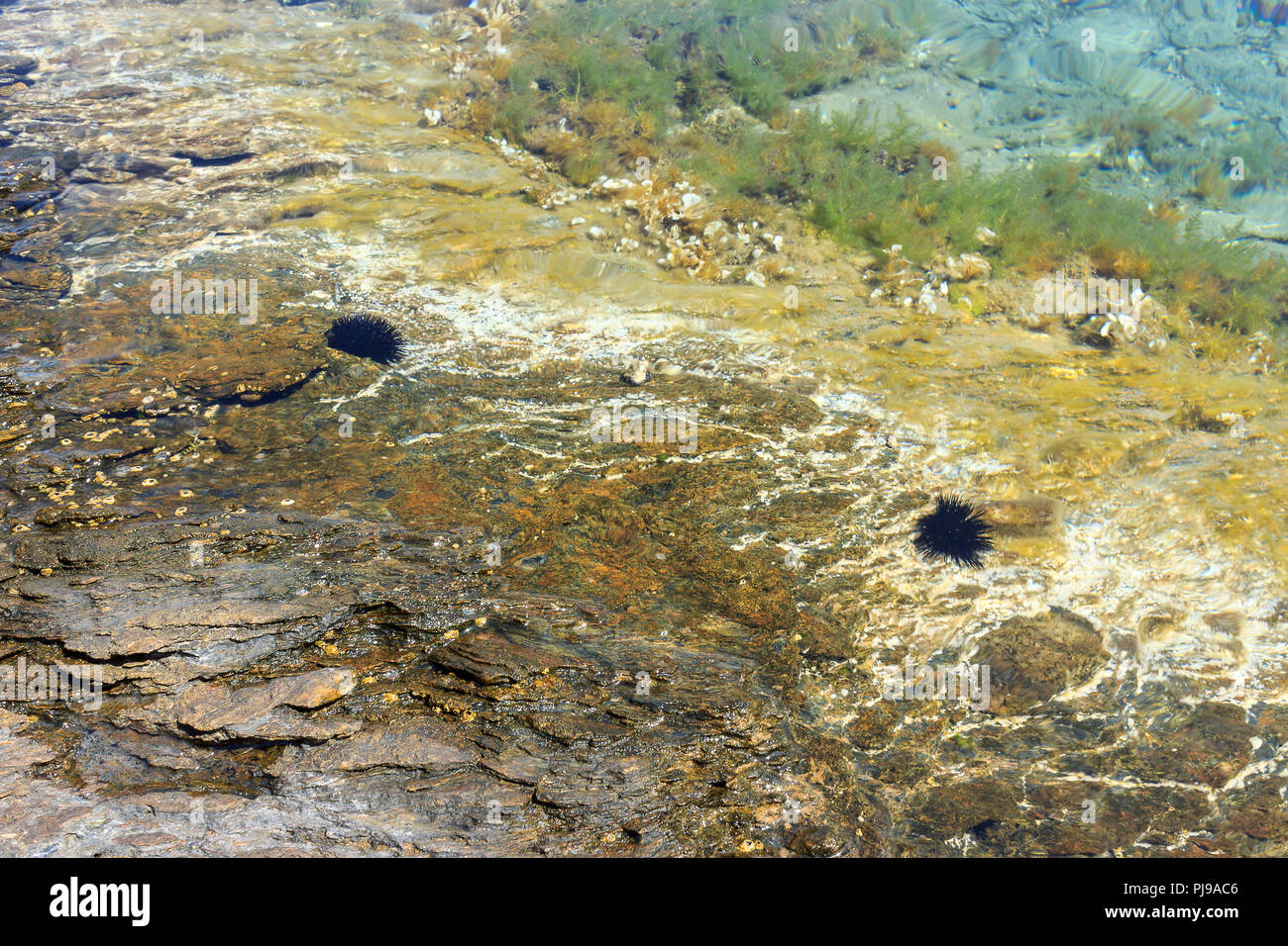 Bunte Unterwasserwelt Sea World und schwarzen Seeigel in ruhigen, transluzente Flachen Wasser Stockfoto