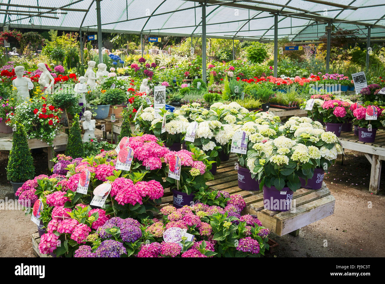 Eine bunte Anzeige der ganz besondere Hortensie Pflanzen für den Verkauf in einem Englischen Garten Center im Juli Stockfoto
