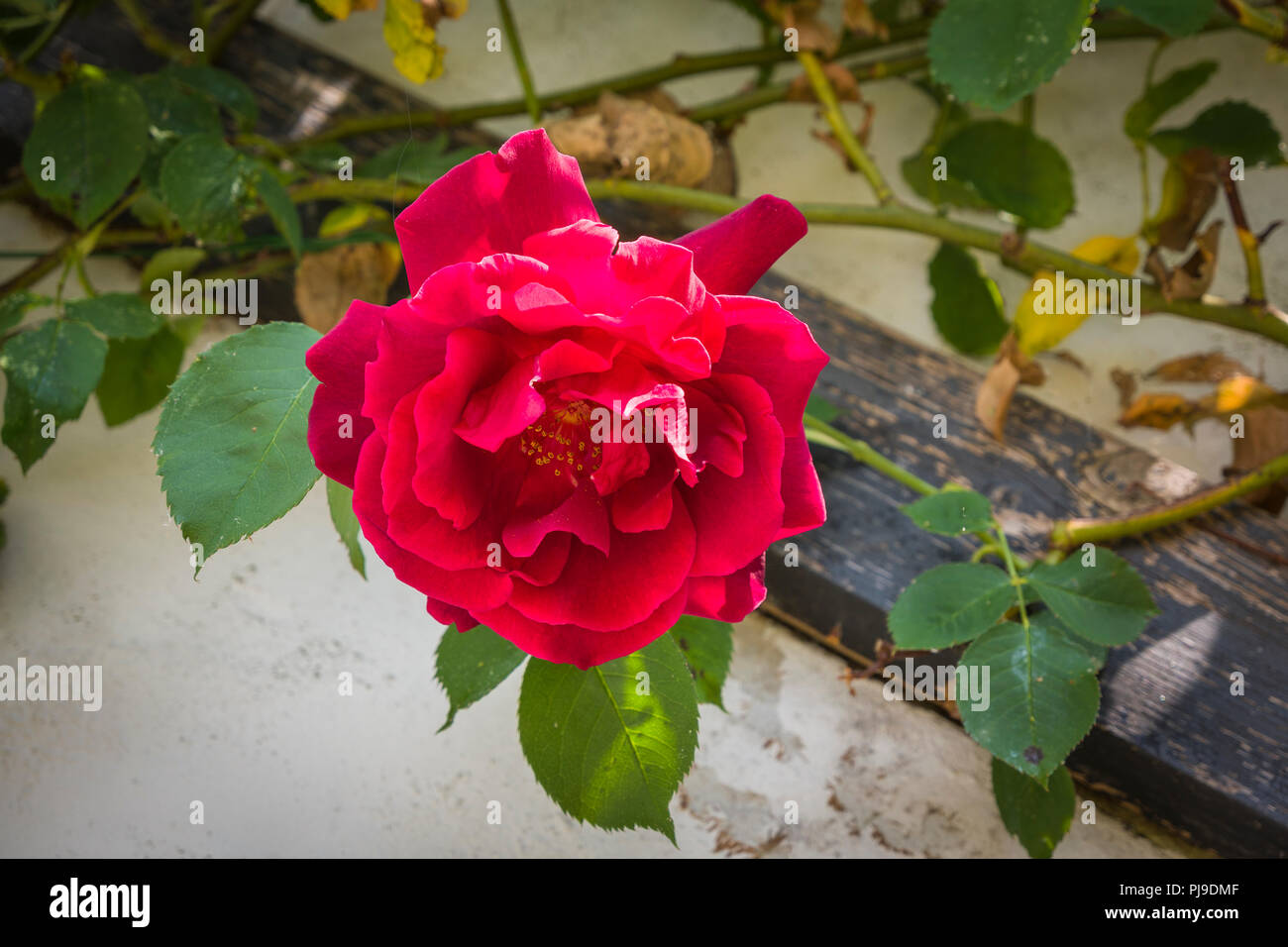 Eine duftende rote Kletterrose Rosa Etoile De Hollande in voller Blüte im späten Frühjahr in Großbritannien Stockfoto