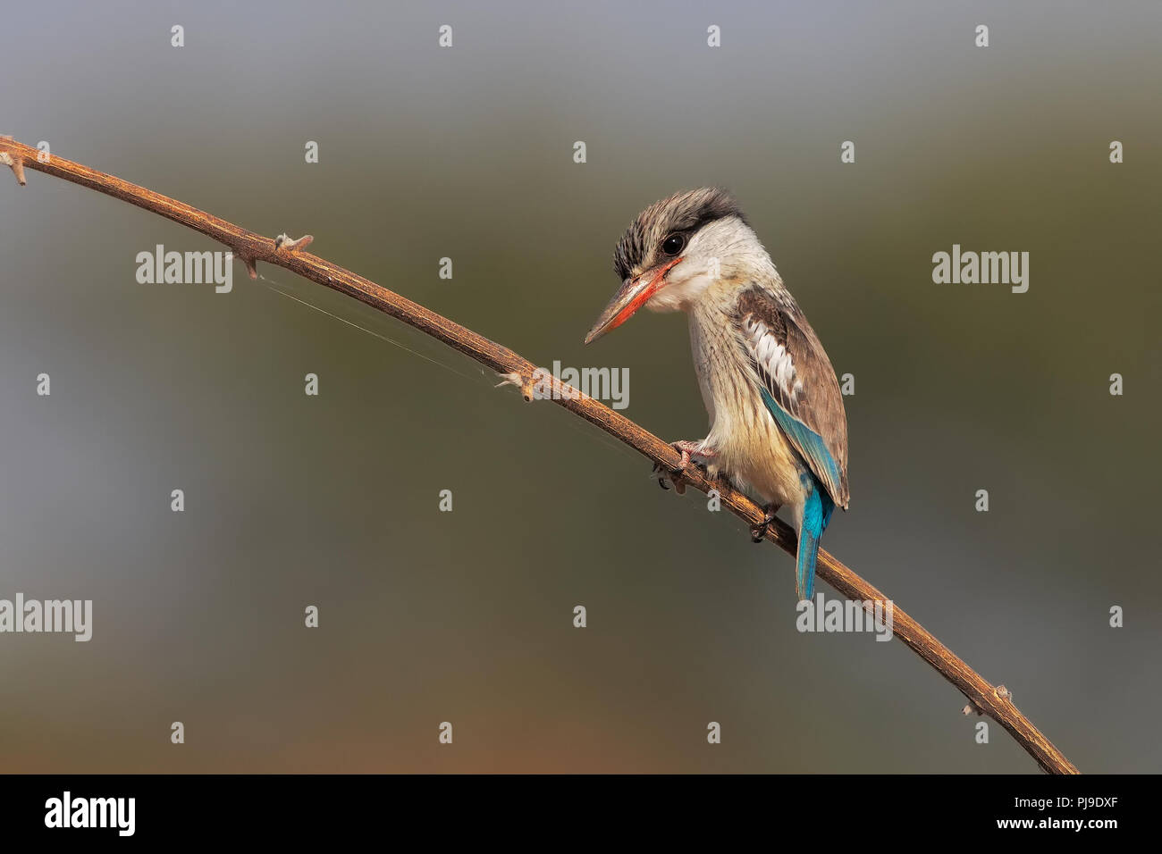Gestreifte Kingfisher Stockfoto