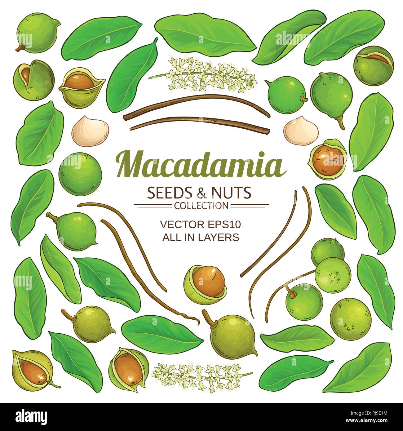 Macadamia Anlagenelemente Vektor auf weißem Hintergrund Stock Vektor