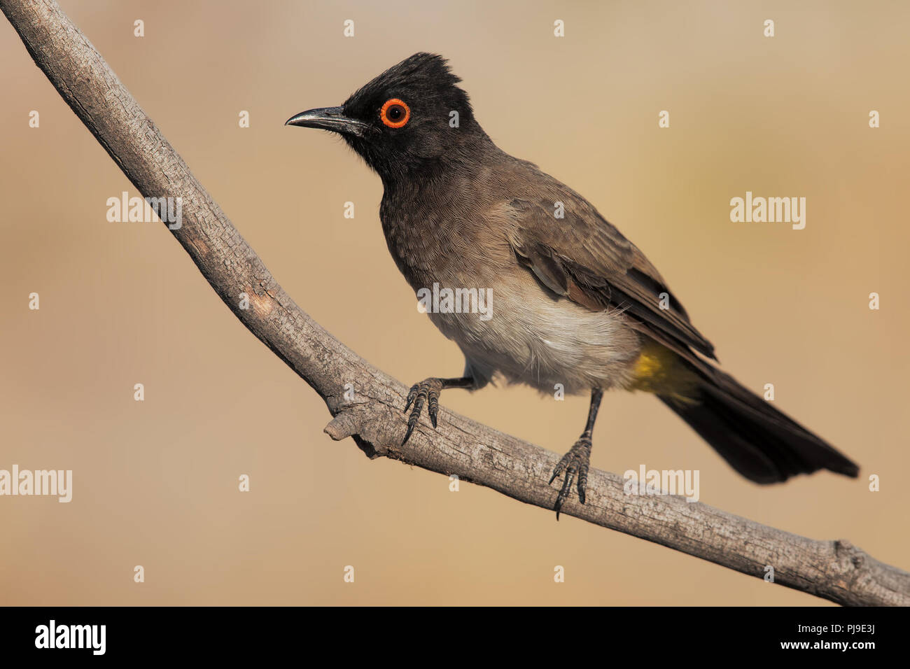 Red-eyed bulbul Stockfoto