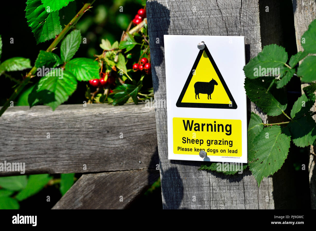 Warnzeichen zur Dog Walker - Schafe weiden, bitte Hunde an der Leine zu halten. Lose Dorf, Kent, England. Stockfoto