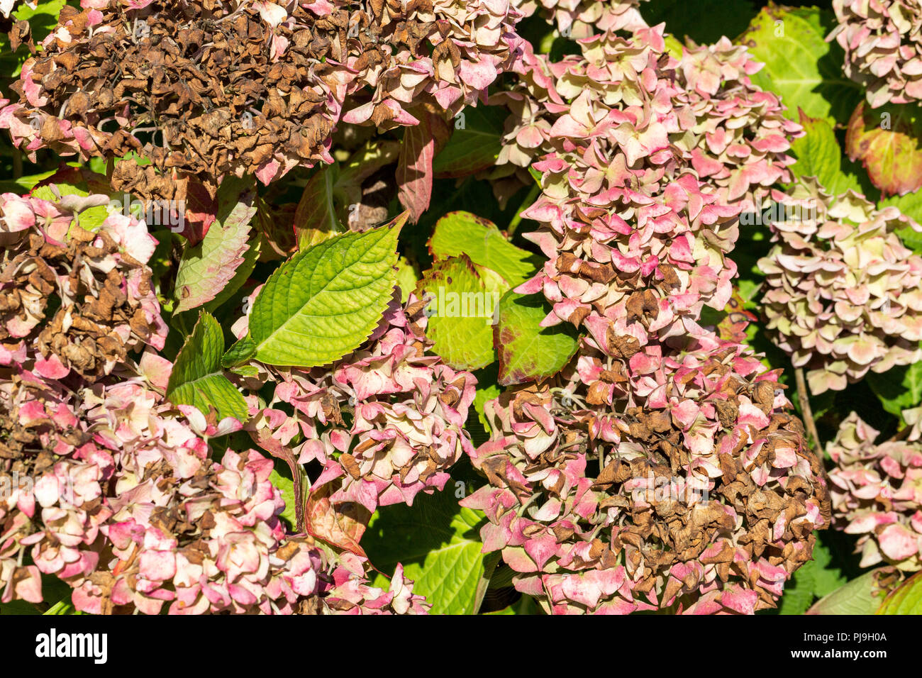 Krankheit der Blume hortensie Hortensie wegen des Mangels an Wasser und Verschmutzung. Armillaria Mellea, chlorosen Virus Parasit ascale Insekten Milbe milbensauger können Stockfoto