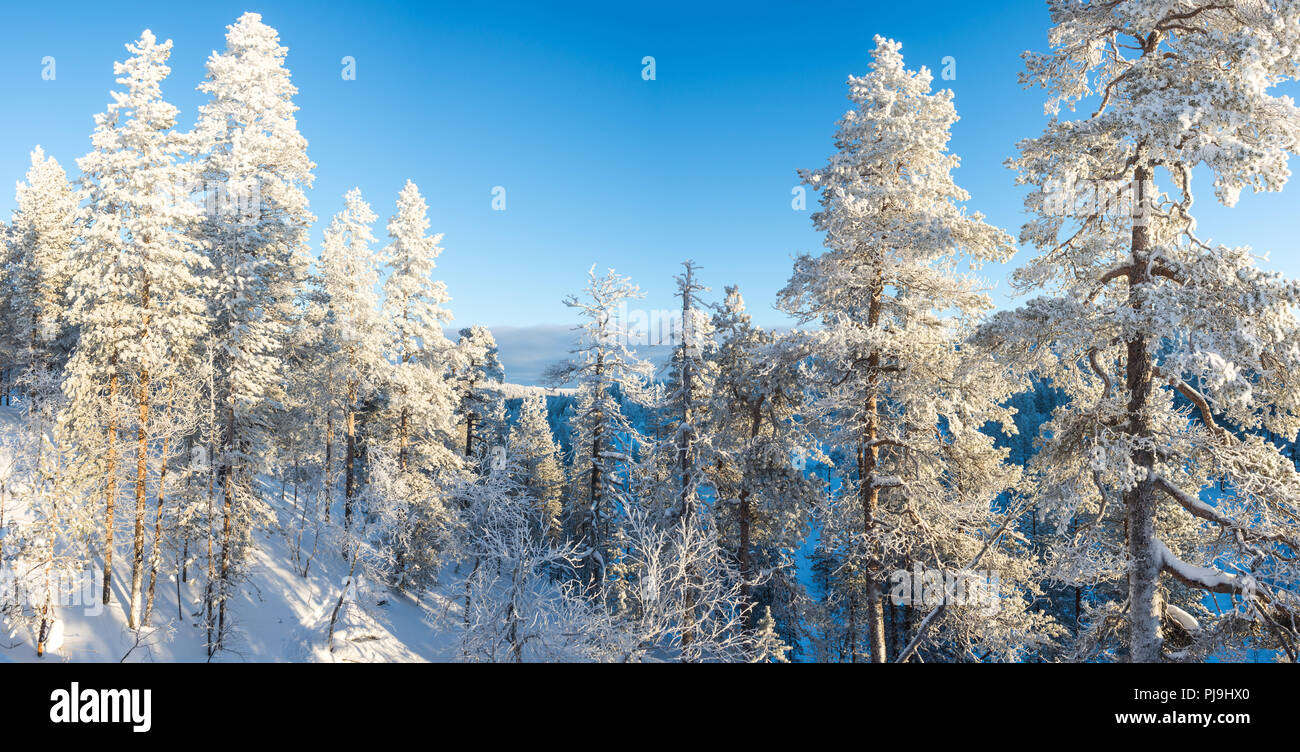Wald Landschaft, gefrorene Bäume im Winter in Saariselka, Lappland, Finnland Stockfoto