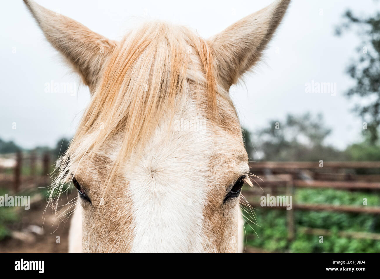 Schließen Sie die vorderen Portrait Portrait von weißen Pferd auf der Wiese auf einem Hintergrund mit braunen Zaun. Das Foto wurde am Carmel Park genommen, Israel, während Wint Stockfoto