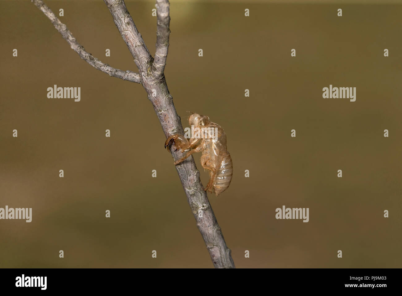 Zikade Arten (Cicada orni) Stockfoto