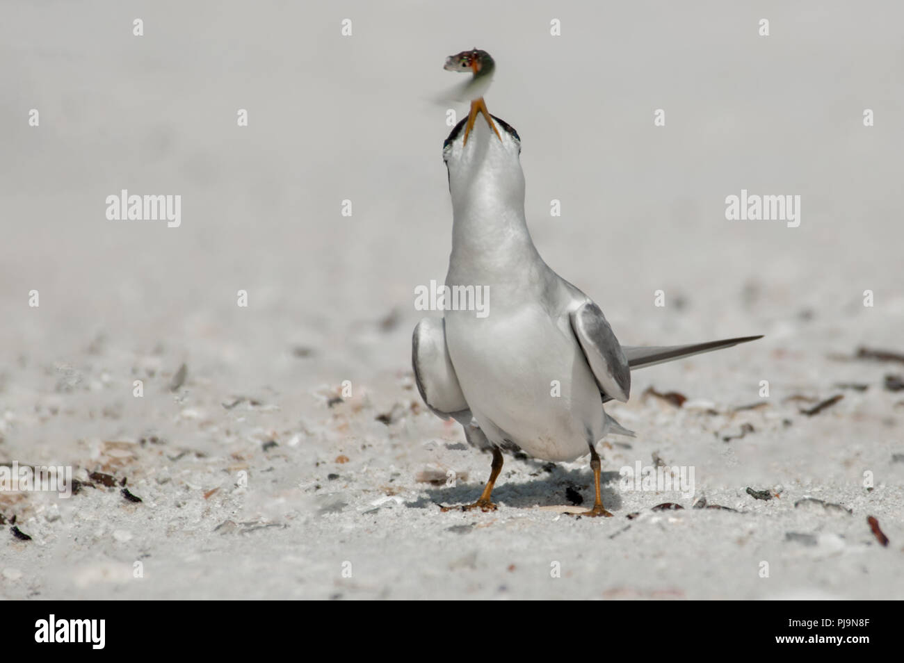 Mindestens tern mit einem kleine Köderfische in seiner gelb orange Schnabel am Strand von Wiggins Pass, Florida. Stockfoto