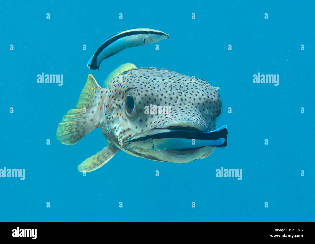 Krümmungsanalyse mit Stacheln Krümmungsanalyse mit Stacheln Kugelfische (diodon hystrix) durch zwei Reiniger Fisch gereinigt wird (Labroides dimidiatus) an der Reinigungsstation, Bali, Indonesien Stockfoto