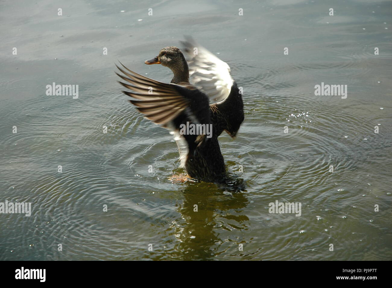 Das ist ein Bild, das ich in einem der Docks in Galway gefangen. Der Fokus liegt auf der Enten Kopf und die Bewegung der Flügel erzeugt etwas Schönes. Stockfoto