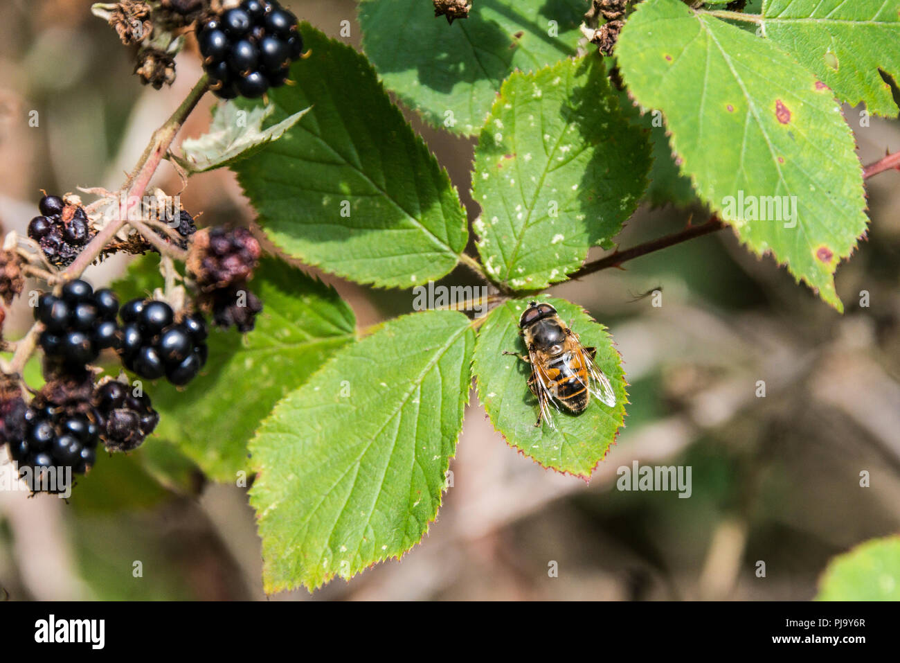 Eine gemeinsame Drohne fliegen (Eristalis Tenax) auf dem Blatt einer dornbusch Stockfoto