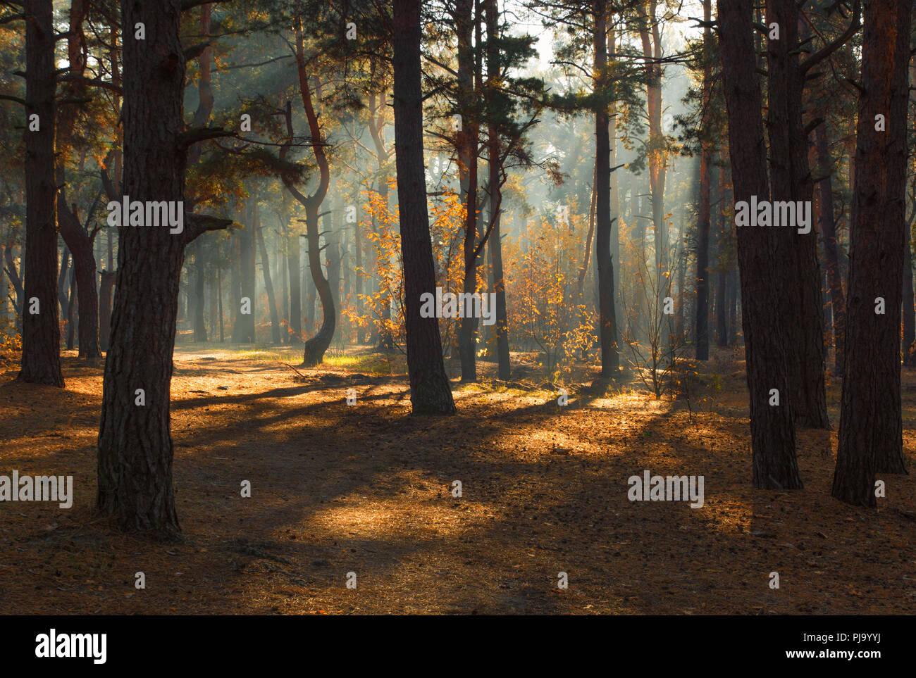 Spaziergang in den Wald. Herbst Farben. Sonnenlicht. Stockfoto