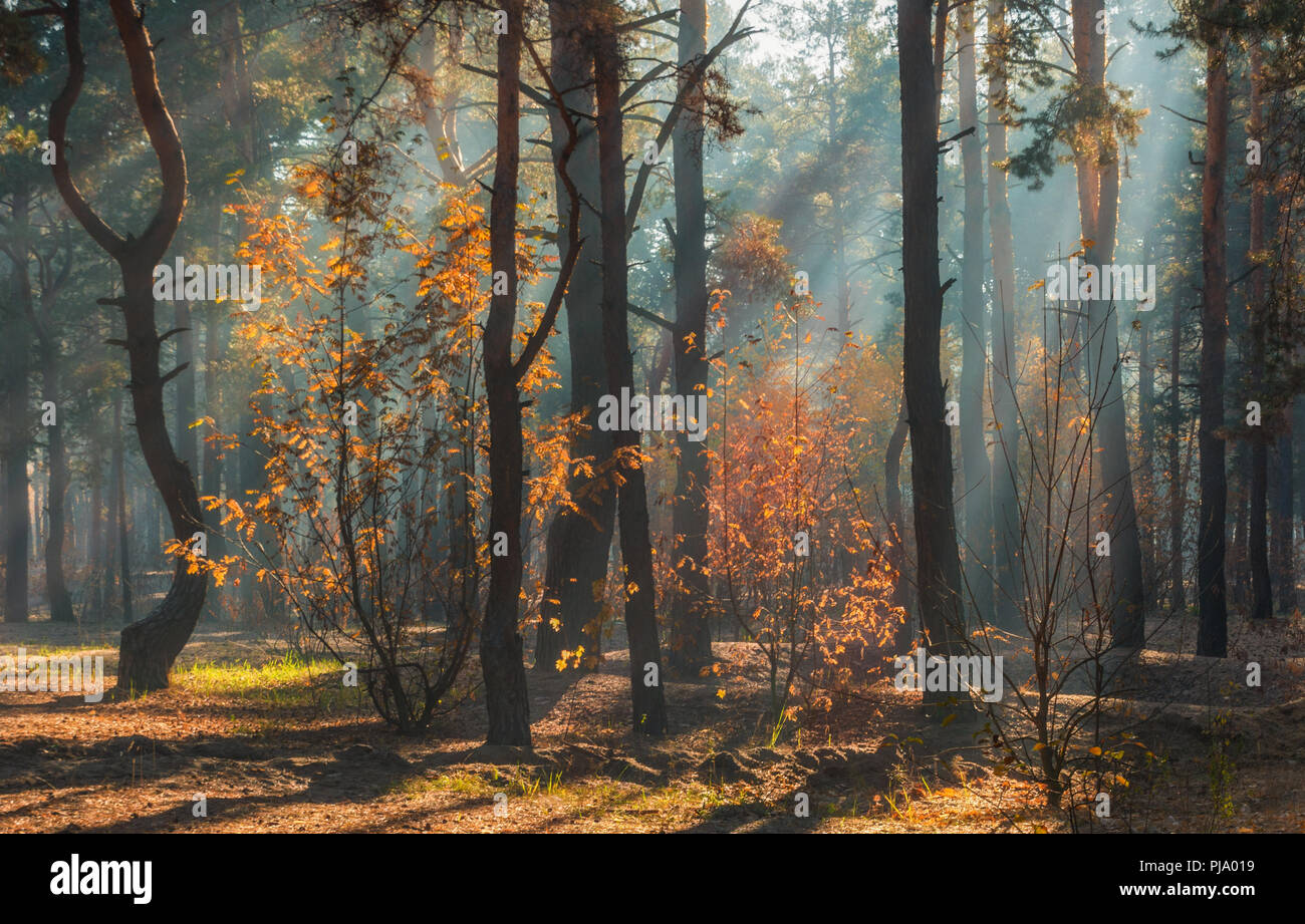 Spaziergang in den Wald. Herbst Farben. Sonnenlicht. Stockfoto