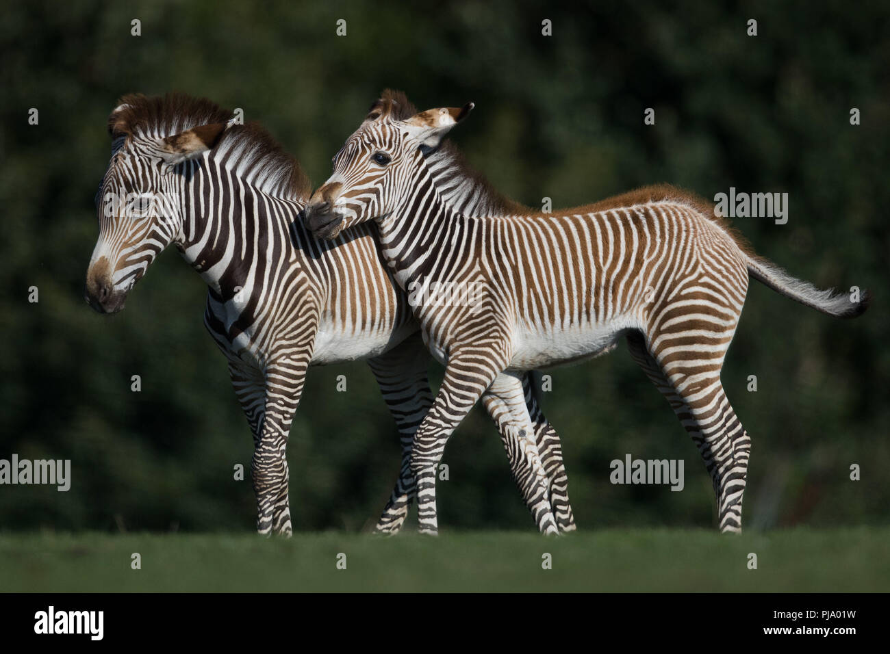 Zwei neue geboren Zebras an der West Midlands Safari Park in Bad Salzungen. Stockfoto