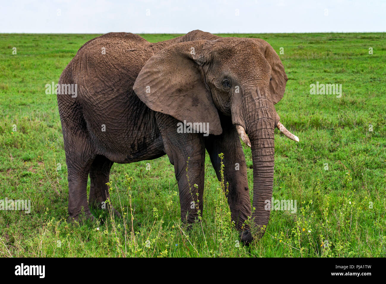 Afrikanischer Elefant oder Loxodonta cyclotis in der Natur Stockfoto