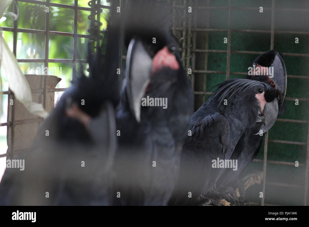 Pekanbaru, Indonesien. 04 Sep, 2018. Geschmuggelte Papageien ist in einem Transit Käfig indonesischen Naturschutz, Pekanbaru, Provinz Riau, Indonesien ab dem 4. September 2018 gesehen. Die indonesischen Behörden mindestens 38 der 3 Arten schmuggel Papageien durch Batam Stadt eingenommen. Credit: Hadley Valdi/Pacific Press/Alamy leben Nachrichten Stockfoto