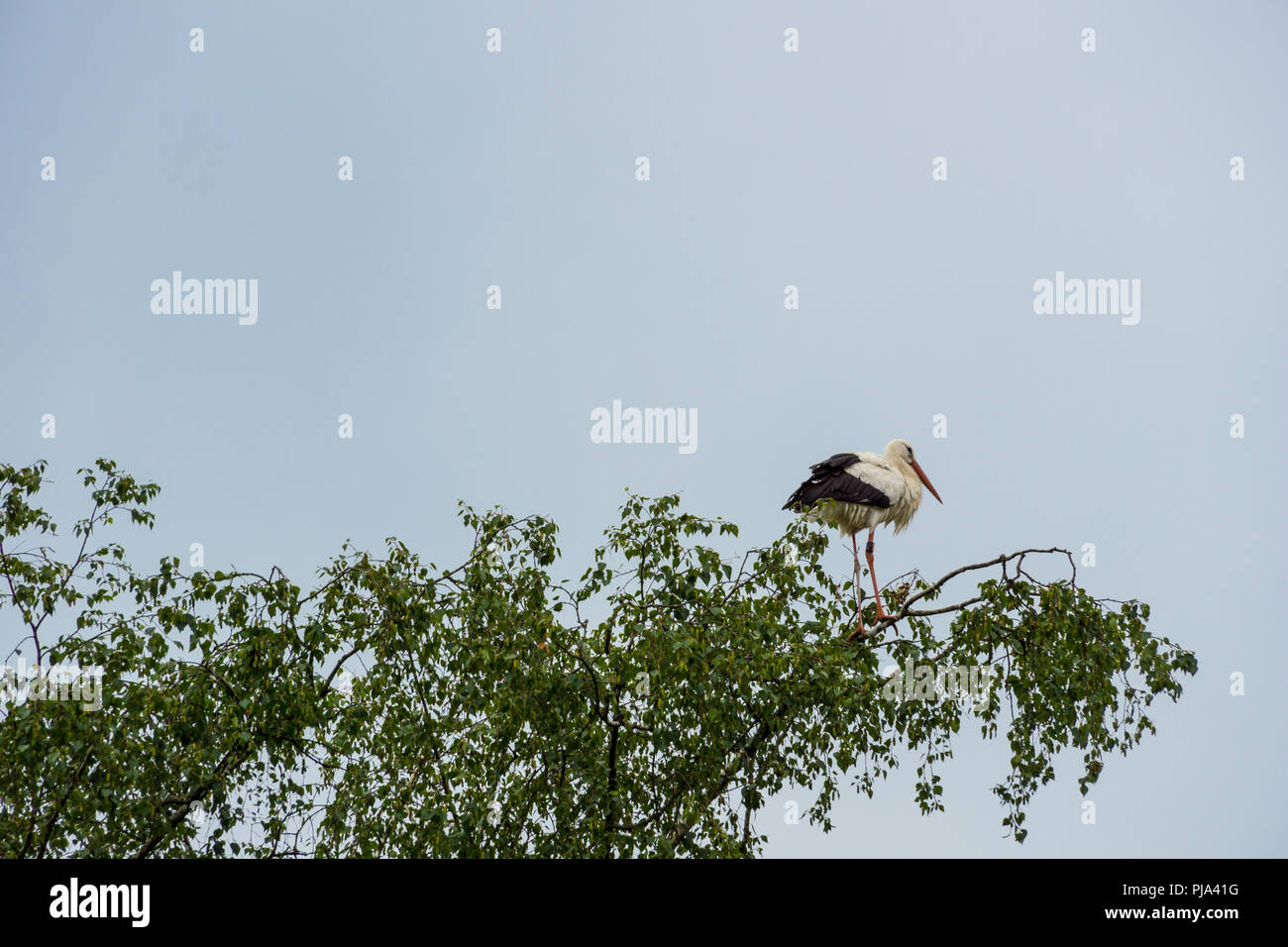 Stork stand auf Zweig der ein grüner Baum Stockfoto