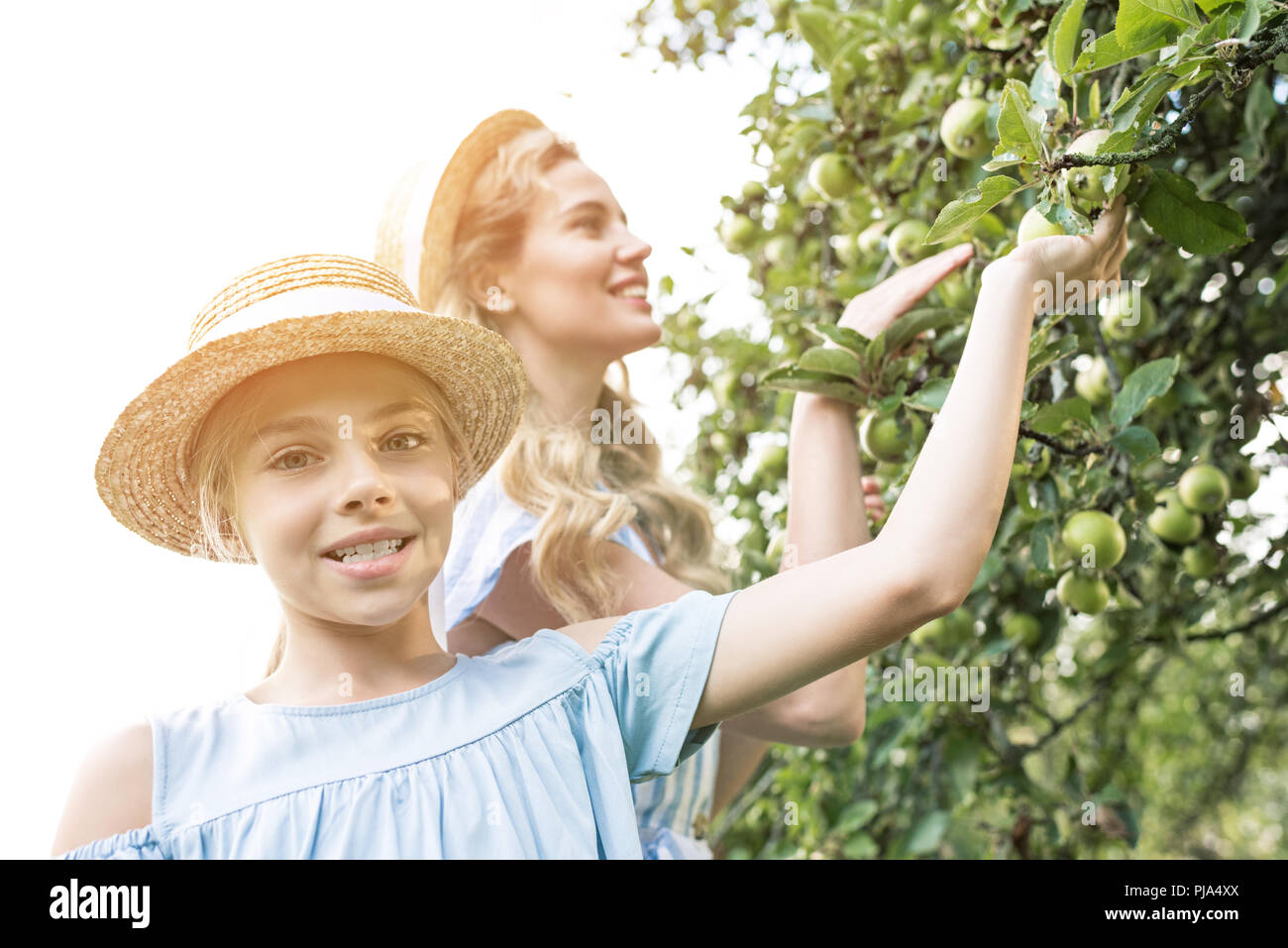 Lächelnde Mutter und Tochter pflücken Äpfel im Obstgarten mit Sonnenlicht Stockfoto