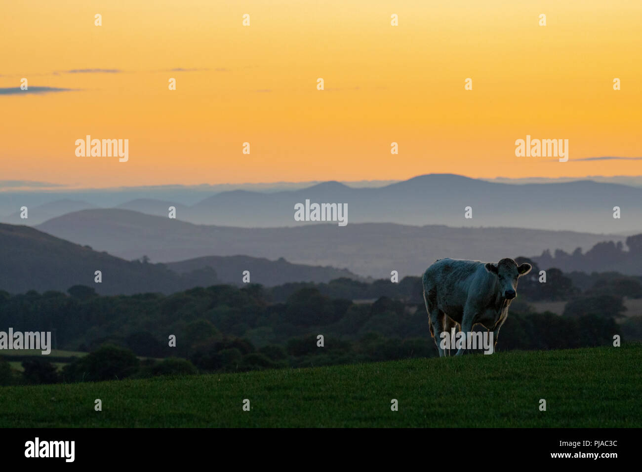 Flintshire, North Wales, September 2018. UK Wetter: Nach einem warmen sonnigen Tag im Norden von Wales der Tag endet mit klaren Himmel und einen wunderschönen Sonnenuntergang über den ländlichen Ackerland in Flintshire, in der Nähe vom Dorf Lixwm und auf die Berge von Snowdonia National Park Stockfoto