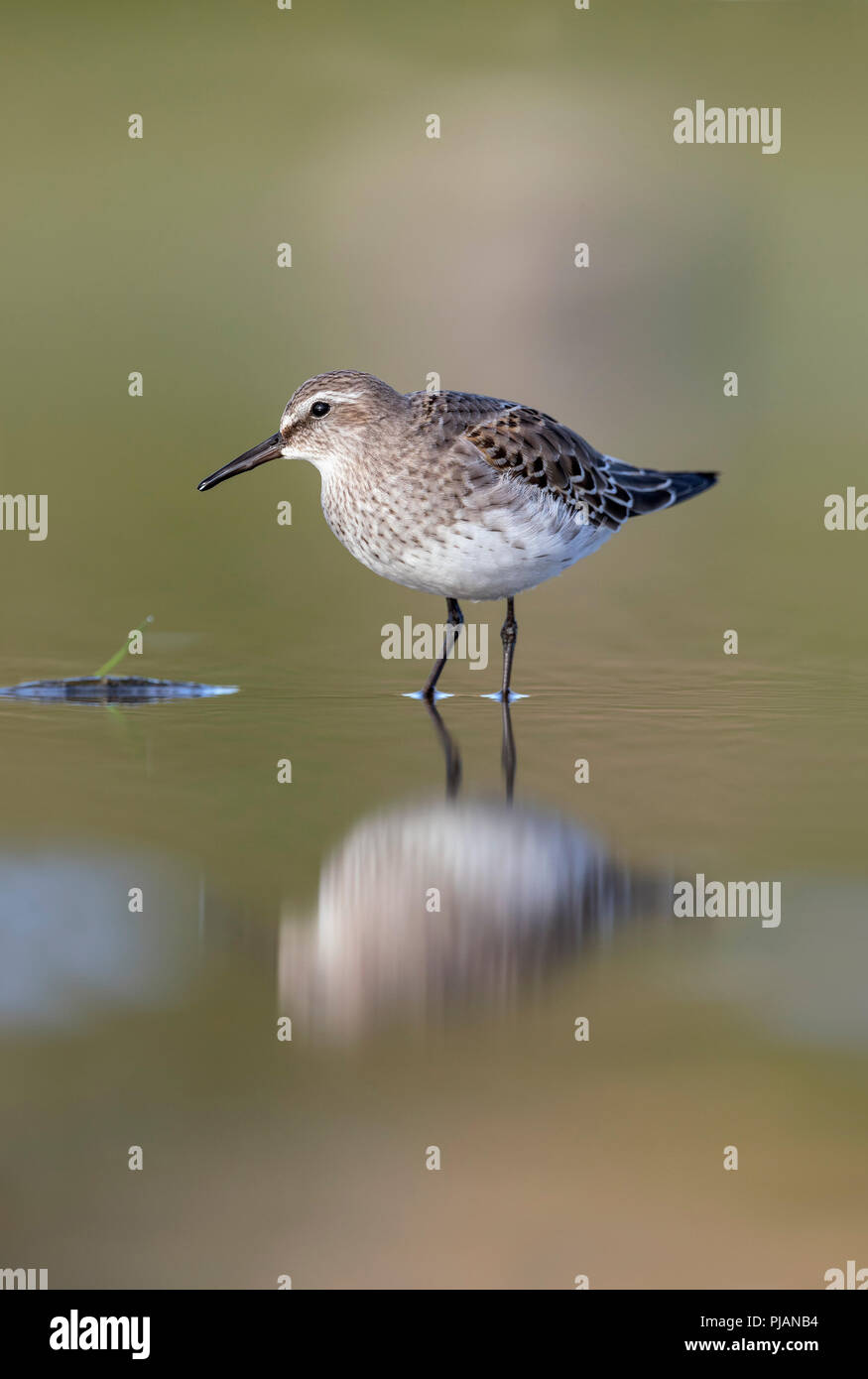 Weiß Rumped Sandpiper; Calidris fuscicollis Single; unreif Scilly-inseln, Großbritannien Stockfoto