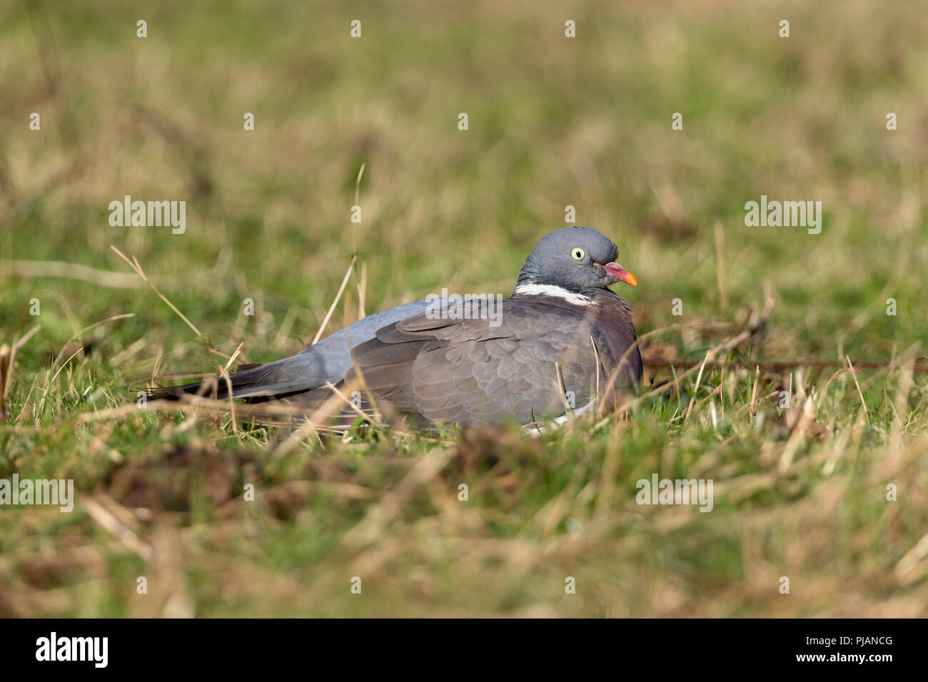Ringeltaube; Columba palumbus Single auf dem Boden ruhende Cornwall, UK Stockfoto