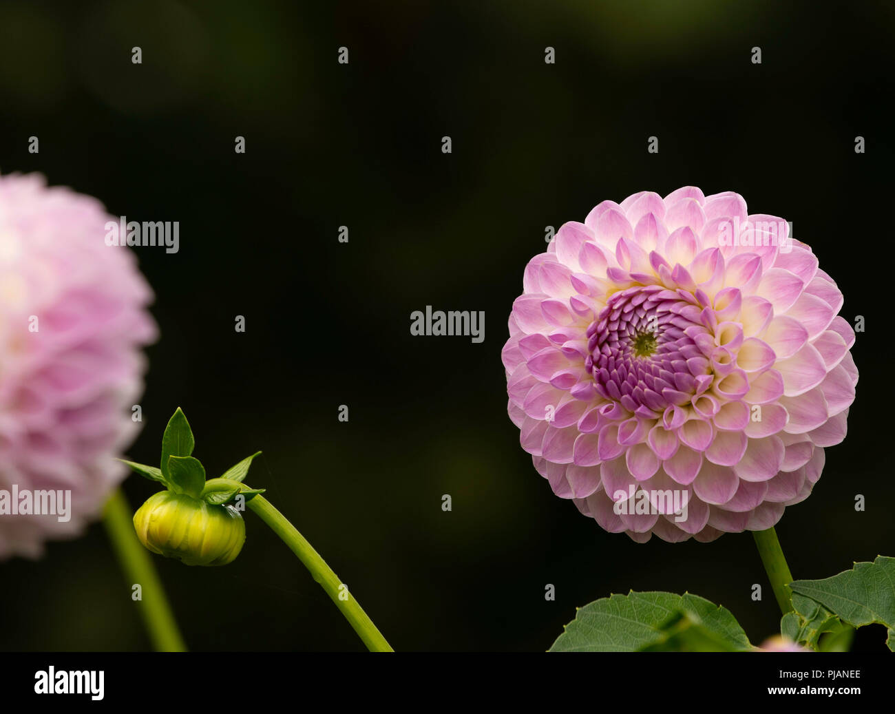 Blass purpurrote, kugelförmige Dahlie, Harrogate, North Yorkshire, England, Großbritannien. Stockfoto