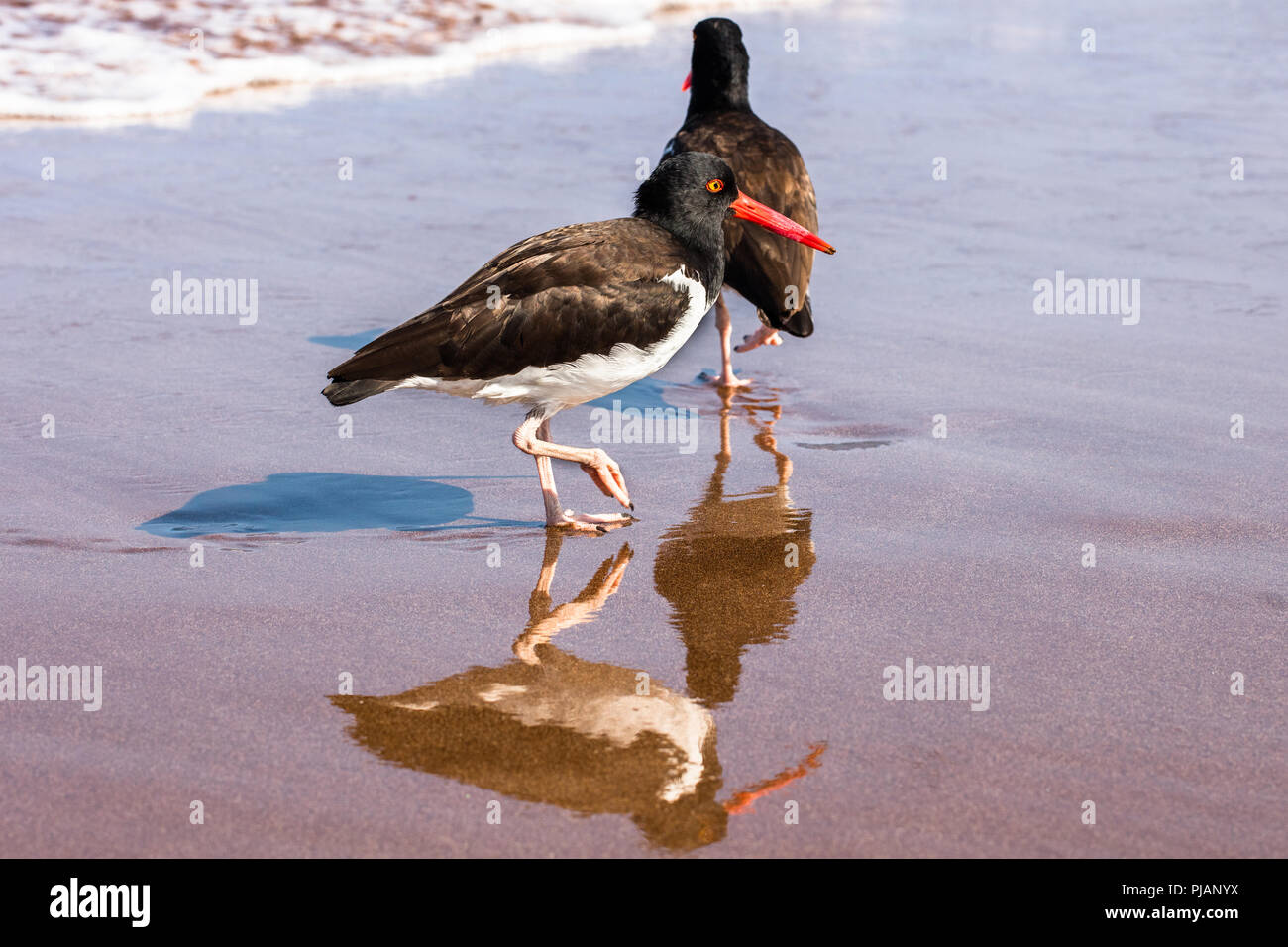Oyster Catcher Waten in der Küstenlinie. Galapagos, Ecuador Stockfoto