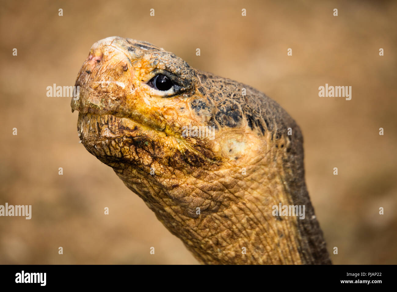 Nahaufnahme des Gesichts des Sattels gesichert Galapagos Schildkröte. Charles Darwin Research Center, Puerto Ayora, Isla Santa Cruz, Galapagos, Ecuador. Stockfoto