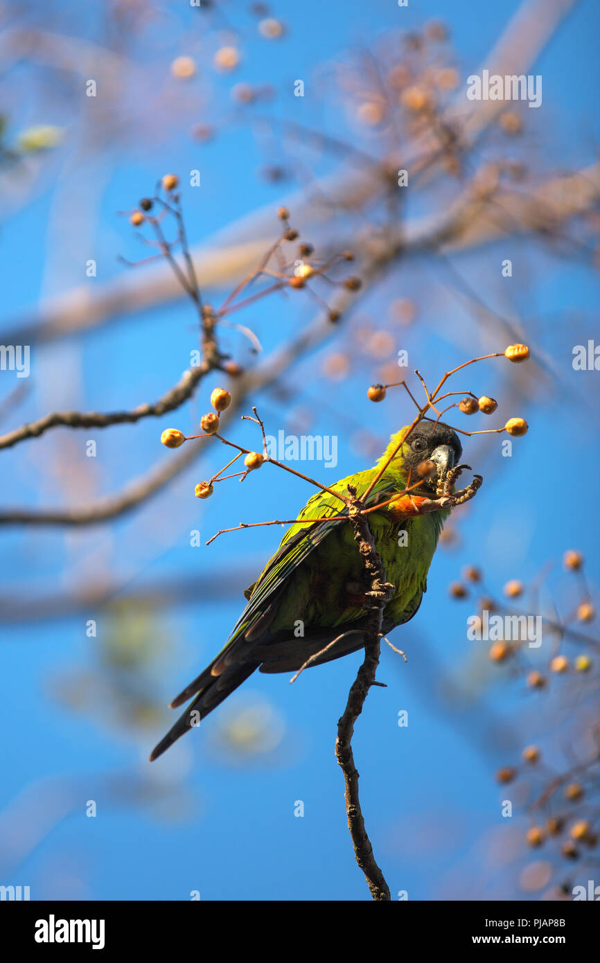 Ein Mönch parakeet (Myiopsitta monachus) innerhalb der ökologischen Reserve "Costanera Sur". Puerto Madero, Buenos Aires, Argentinien. Stockfoto