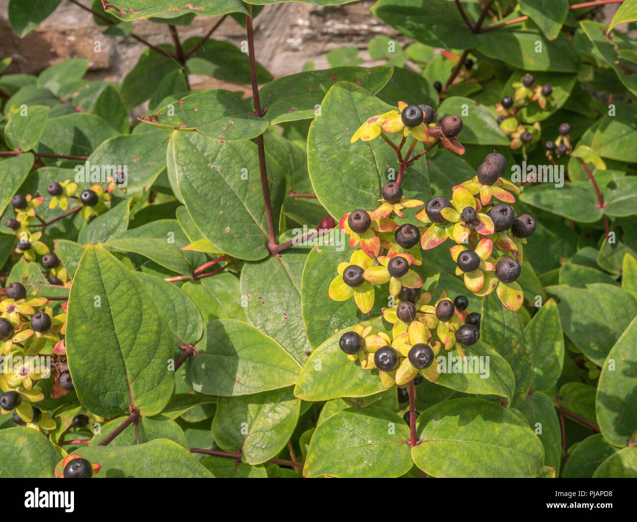 Schwarze Beeren von Tutsan/Hypericum androsaemum im Sonnenschein. Tutsan wurde als Arzneimittel pflanzliche Wunde Pflanze verwendet und ist nach St. John's Wort. Stockfoto