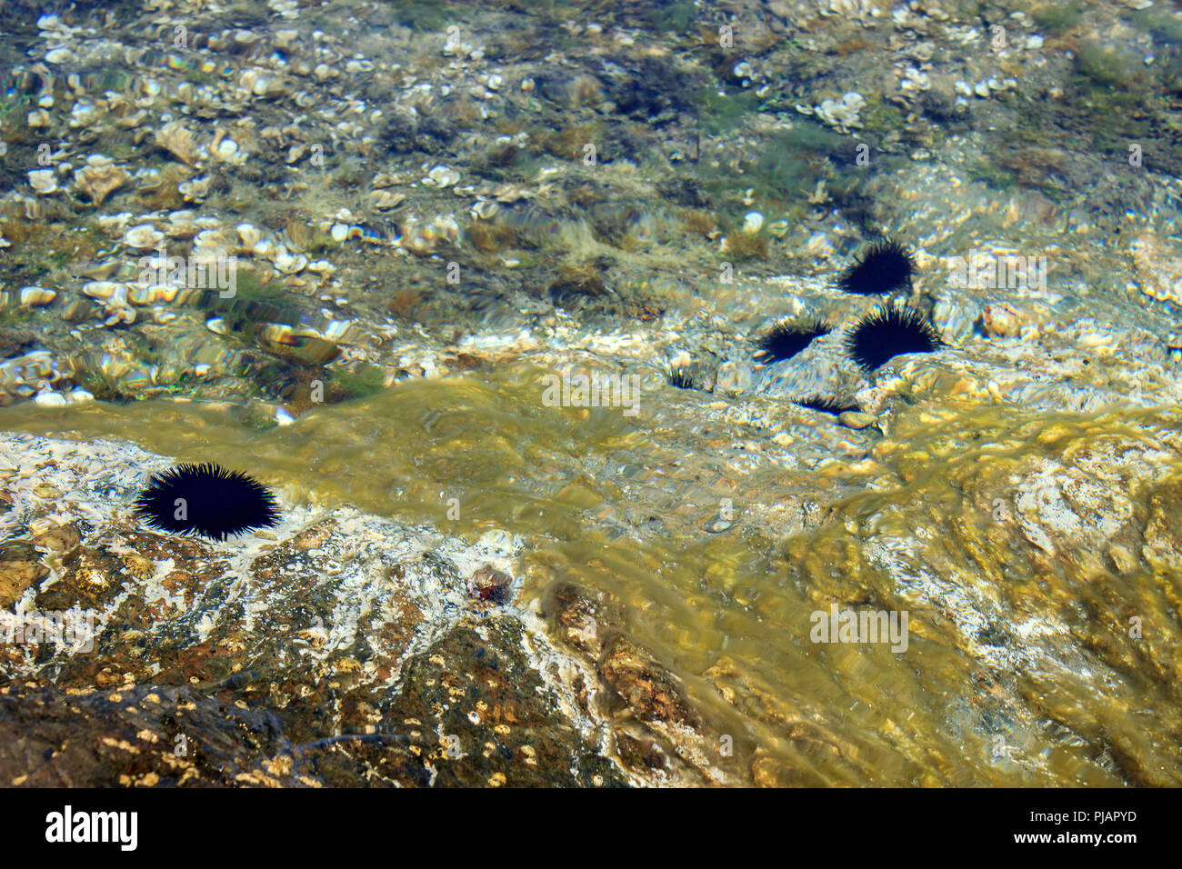 Bunte Unterwasserwelt Sea World und schwarzen Seeigel in ruhigen, transluzente Flachen Wasser Stockfoto