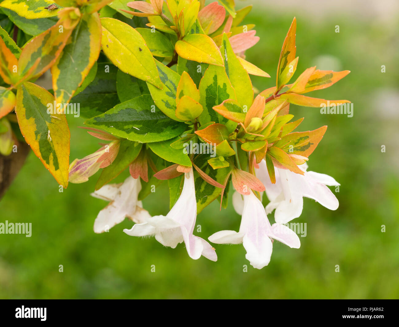 Gelben, goldenen und grünen Laub der Hardy immergrüner Strauch, Abelia x grandiflora 'Kaleidoscope', mit weißen Blumen Kontraste Stockfoto