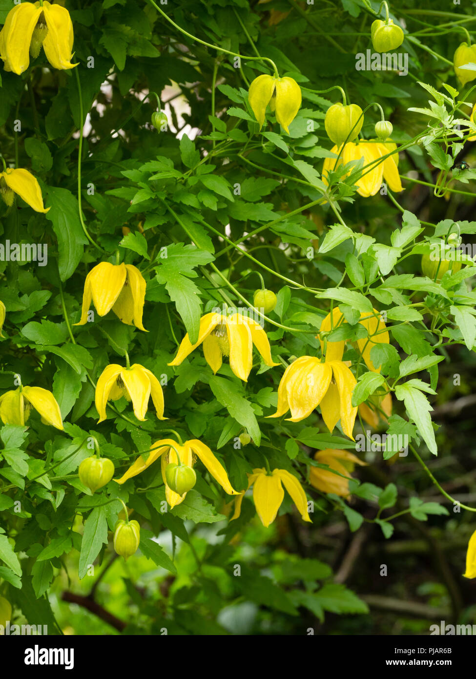 Gelbe Glocke Blumen Der winterharte Kletterpflanze, Clematis tangutica 'Lambton Park'. Blumen sind größer als die Arten. Stockfoto