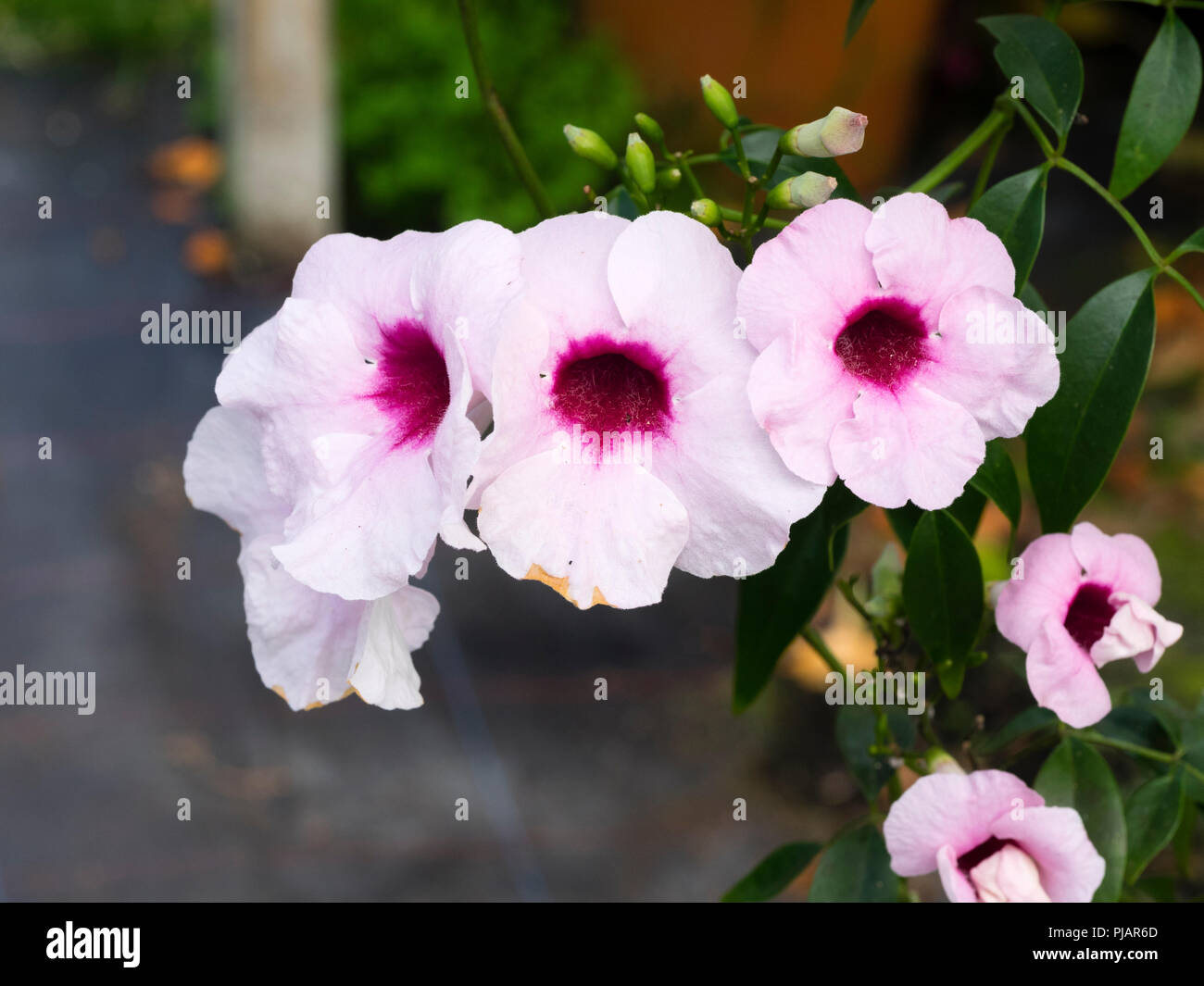 Red throated weißen Blüten der Ausschreibung australische Kletterer, Pandorea jasminoides Stockfoto