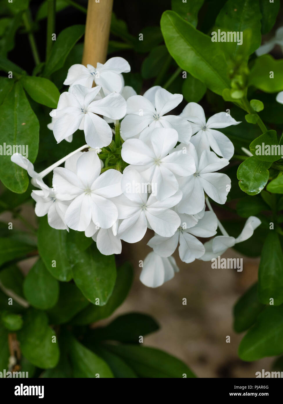 Weiße Blumen in einem engen Cluster der Ausschreibung evergreen Scrambler, Plumbago capensis f. alba Stockfoto