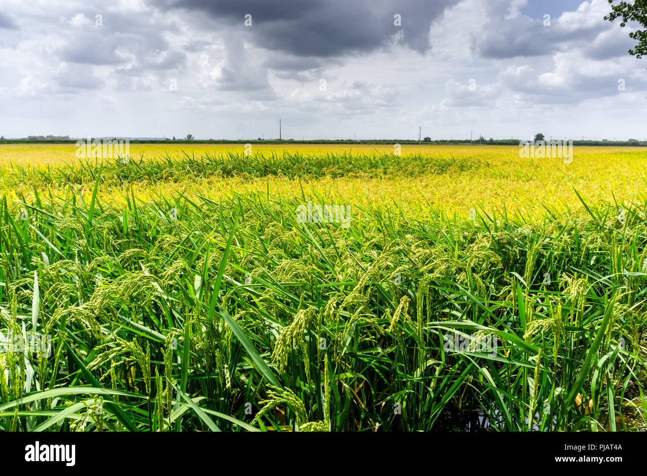 Reisfelder, Reis wächst. Stockfoto
