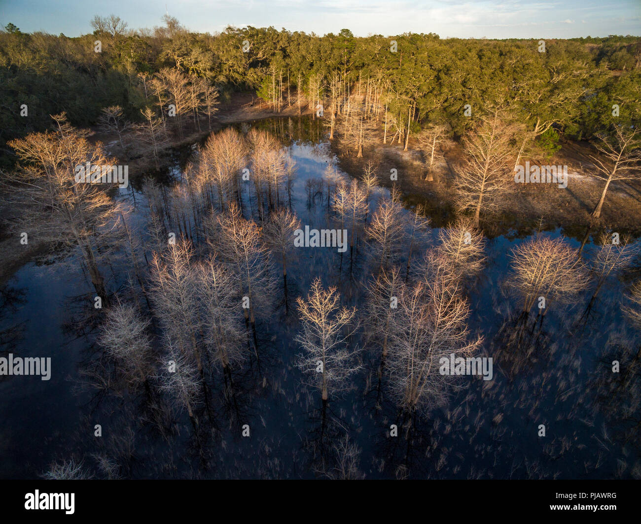 Cypress Marsh im Winter, Indian Lake Forest, Marion County Florida Stockfoto