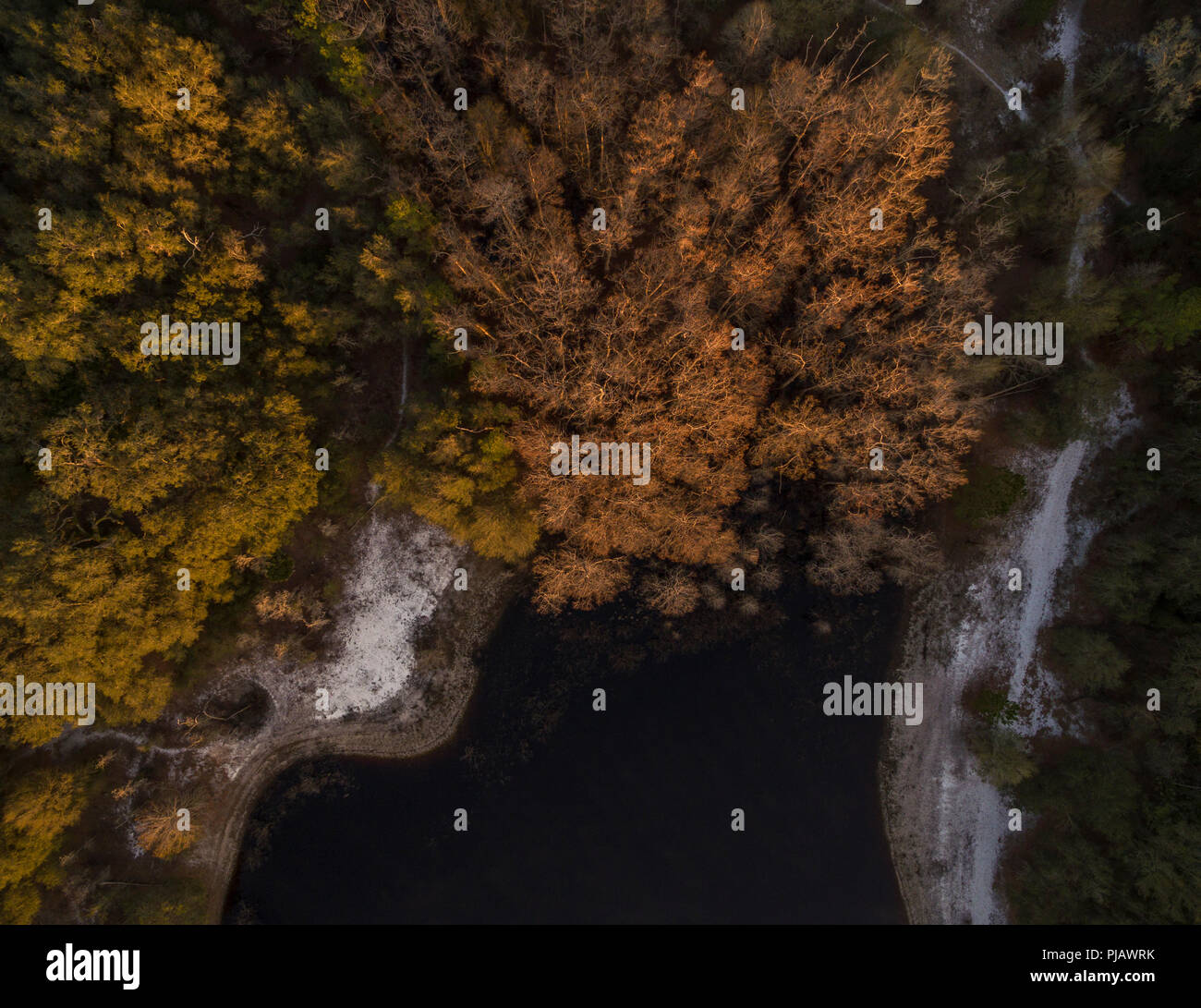 Ansicht von oben mit Zypressen im Winter. Indian Lake Forest, Marion County Florida Stockfoto