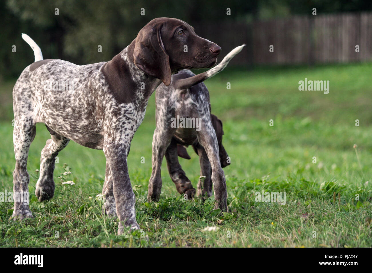 Deutsch Kurzhaar Pointer Deutschen Kurtshaar Zwei Welpen Alter Von Drei Monaten Auf Das Gras Einer In Einem Profil Im Vollen Wachstum Der Zweite Hinter Stockfotografie Alamy