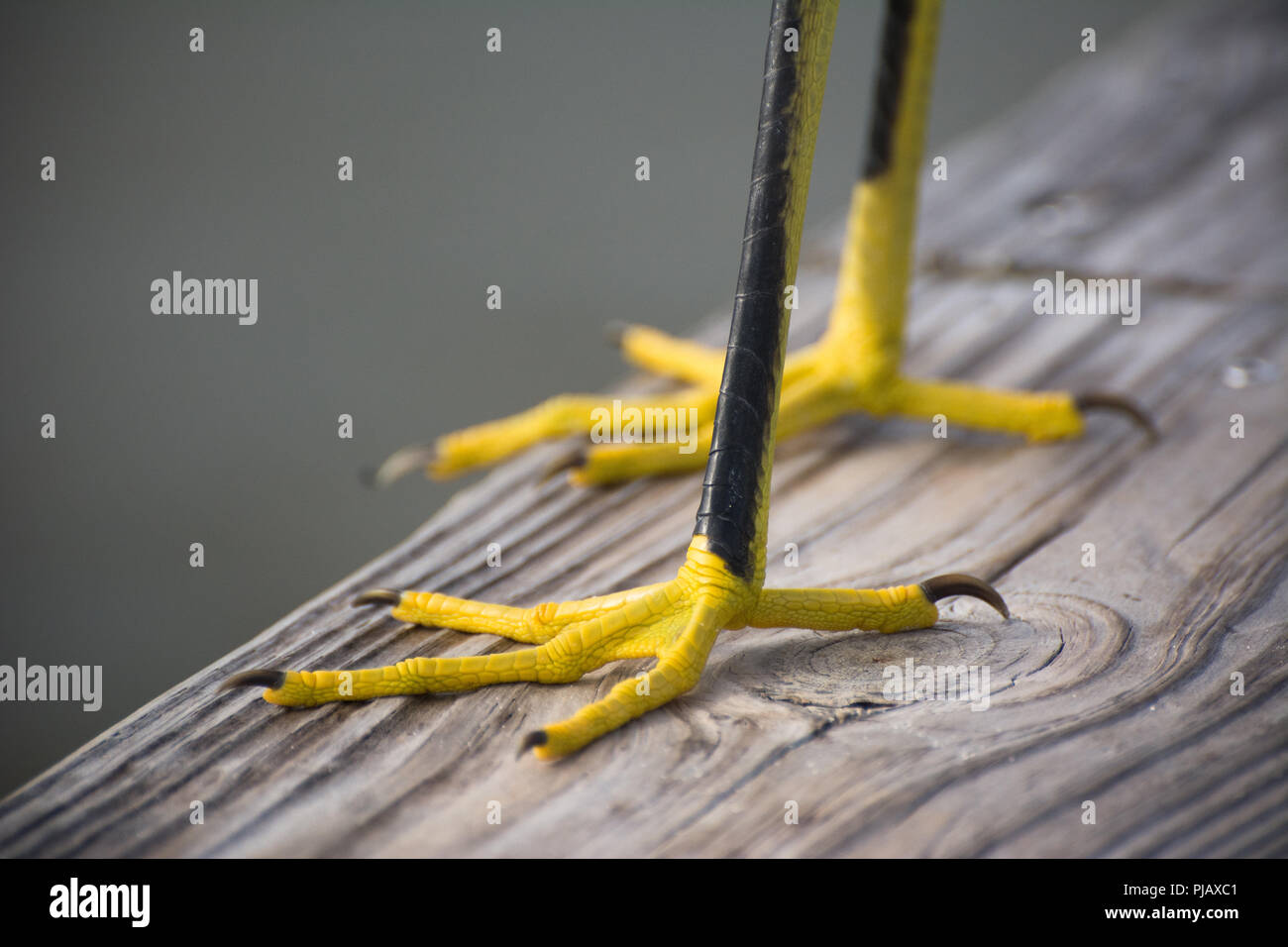 Eine Nahaufnahme der Beine ist ein Seevogel, Füße und Krallen Stockfoto