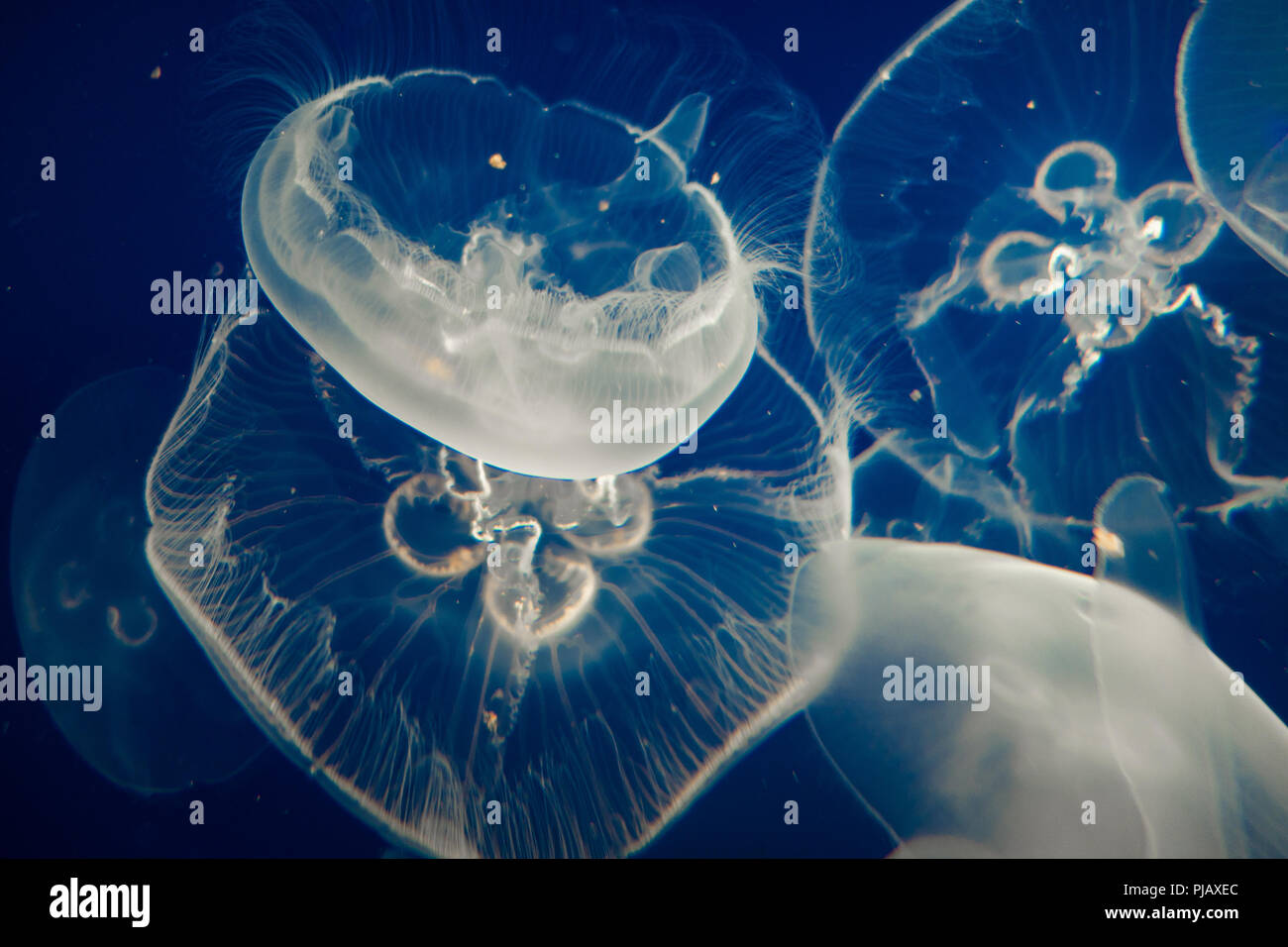 Ohrenquallen (Aurelia Aurita) schwimmend auf dunkelblauem Hintergrund Stockfoto
