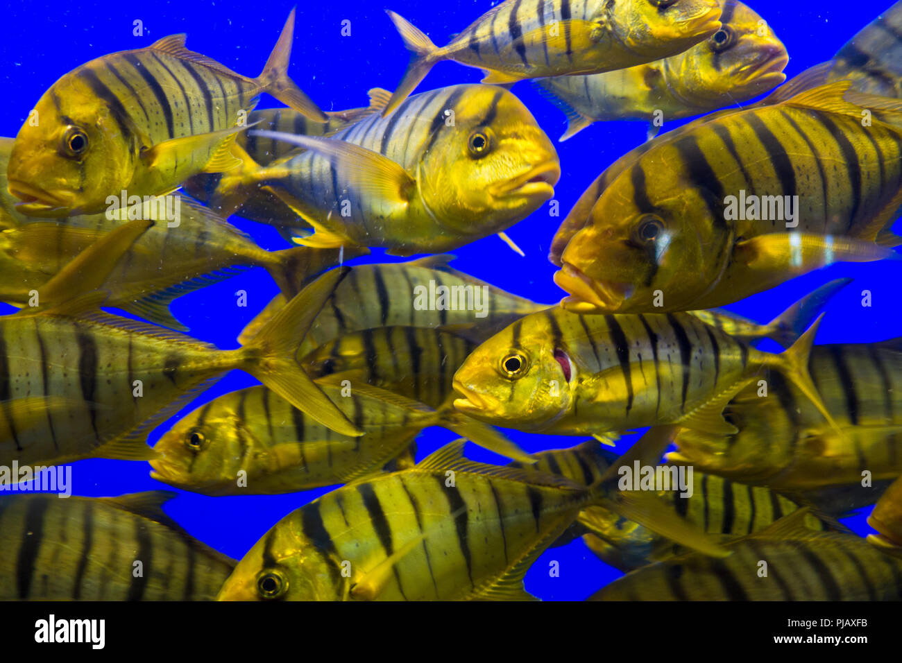 Hellen tropischen Fische in einem Aquarium Anzeige in Seaworld Themenpark in Orlando, Florida, USA Stockfoto