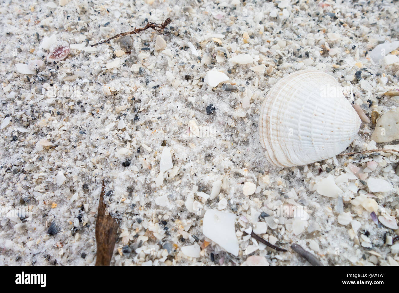 Nahaufnahme von Muscheln an einem weißen Sandstrand Stockfoto
