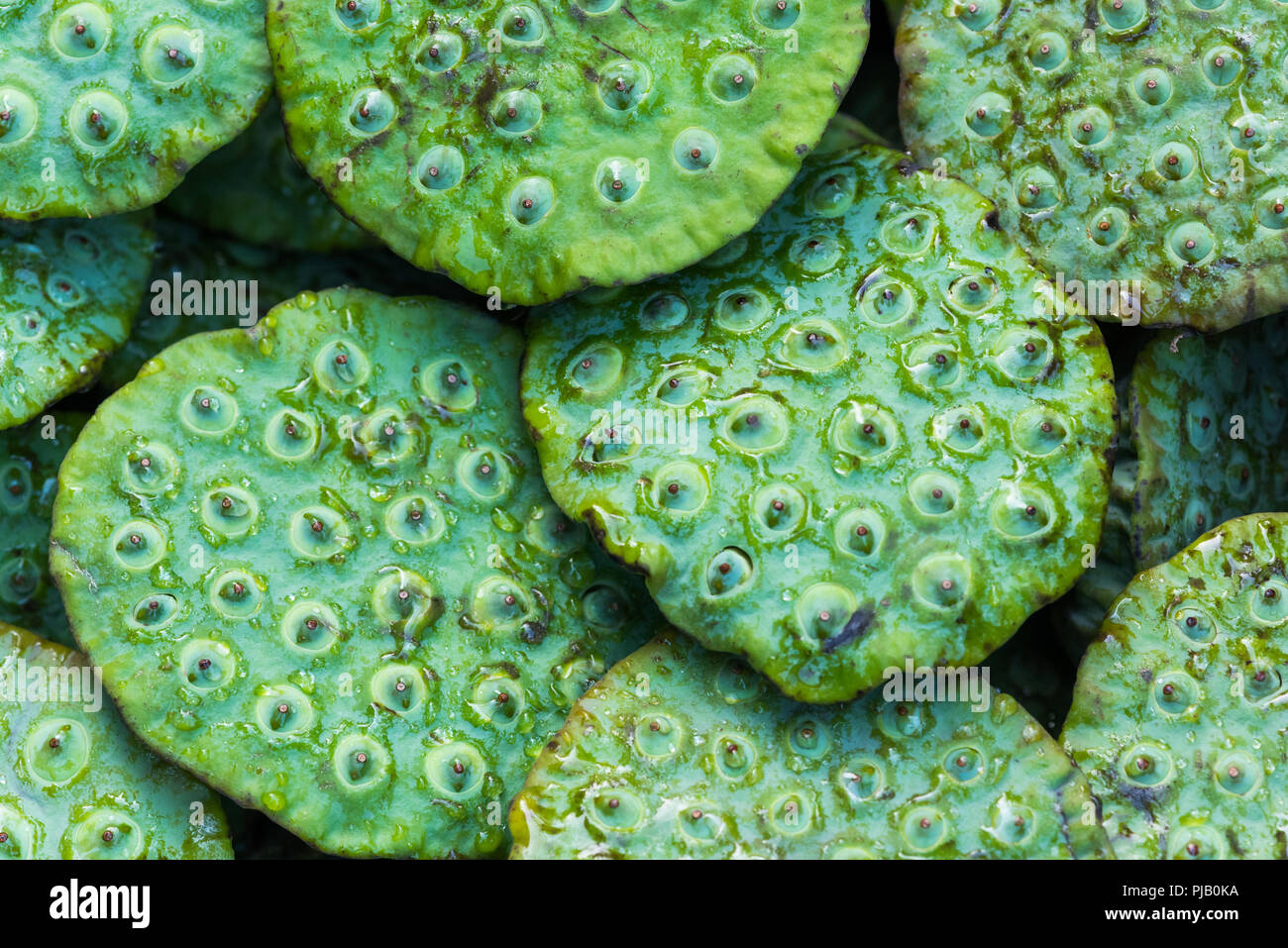 Green Lotus Pods auf einem Straßenmarkt in Xi'an, Provinz Shaanxi, China Stockfoto